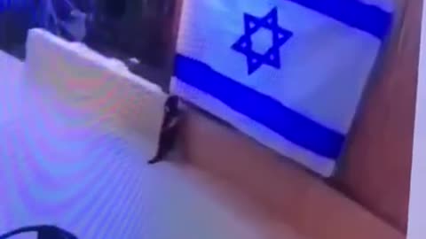 Cat pulls down terrorist Israel flag and throws it on the ground! 😂😍✋