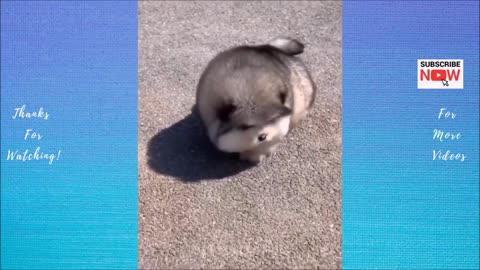 Cute Golden Retriever Falls