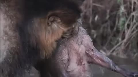 Feasting lion moment the savage beauty of nature