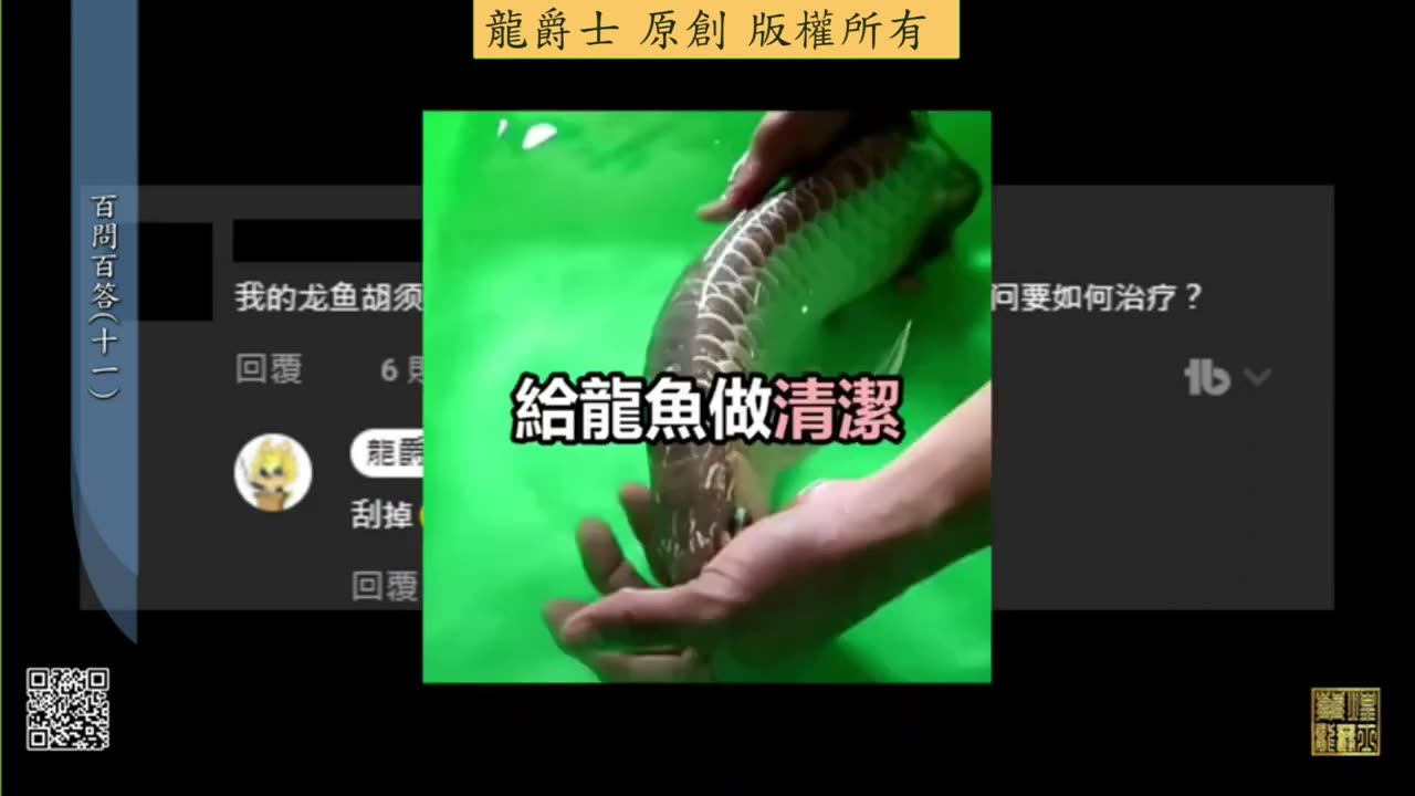 【龍爵士】千問千答 Q107 龍魚鬚上有腫塊如何治療