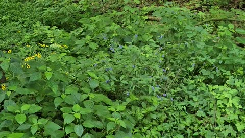 Hiking the Beecham Trail at Lake Leatherwood, Eureka Springs, AR