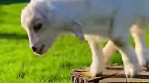 🐐🤍 This Baby Goat’s Tiny Jumps Are Pure Happiness 🥹✨