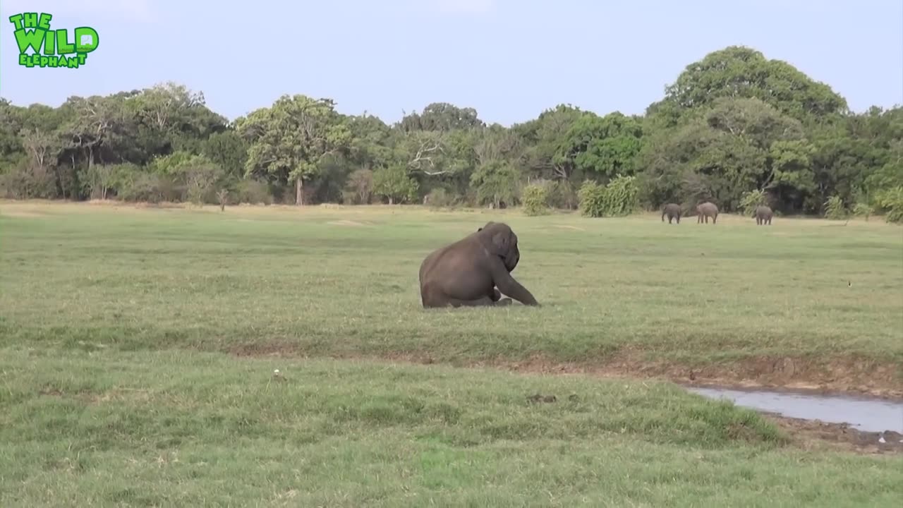 WILD LIFE
