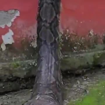 just a big Snake 🫣😯