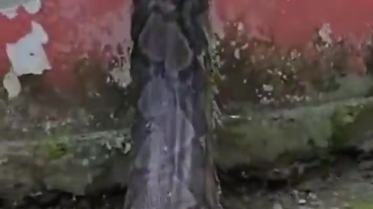 just a big Snake 🫣😯