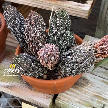 ISN'T THIS A BEAUTIFUL PLANT?