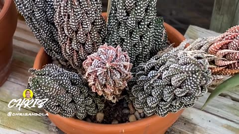 ISN'T THIS A BEAUTIFUL PLANT?