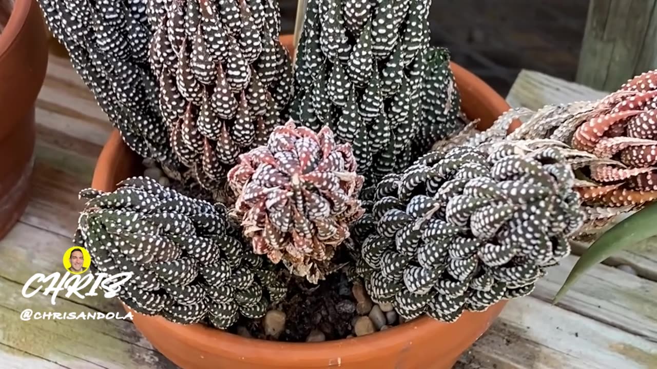 ISN'T THIS A BEAUTIFUL PLANT?