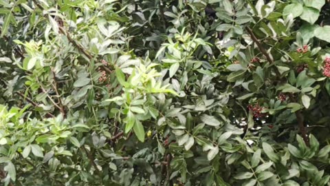 Brother Sage 2025 year in review