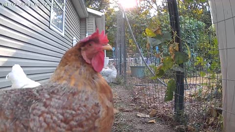 Good Crack Corn Sunday Morning!