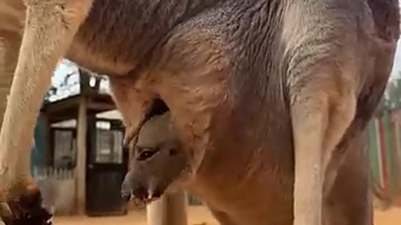 Baby kangaroo is peeking out of the pouc 😍🥰🥰💗