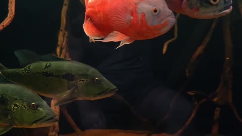 My Fishy Friends!