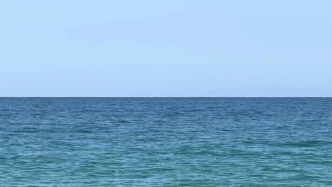 Invasive Mosquito Crisis Dengue, Zika, and Chikungunya