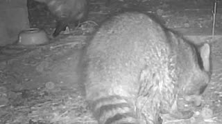 EA S142 - Coons and a Possum