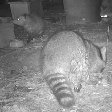 EA S142 - Coons and a Possum