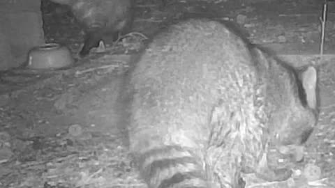EA S142 - Coons and a Possum