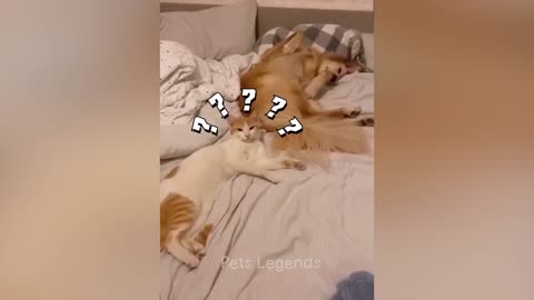 Animals funny