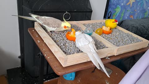 3-Birdy Problem