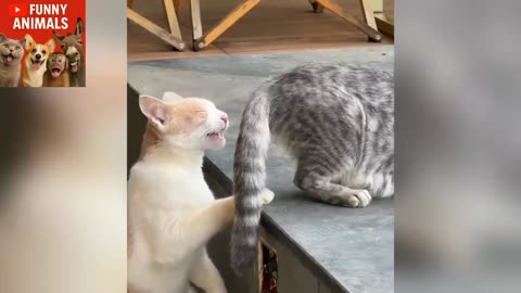 Funny animal part 2