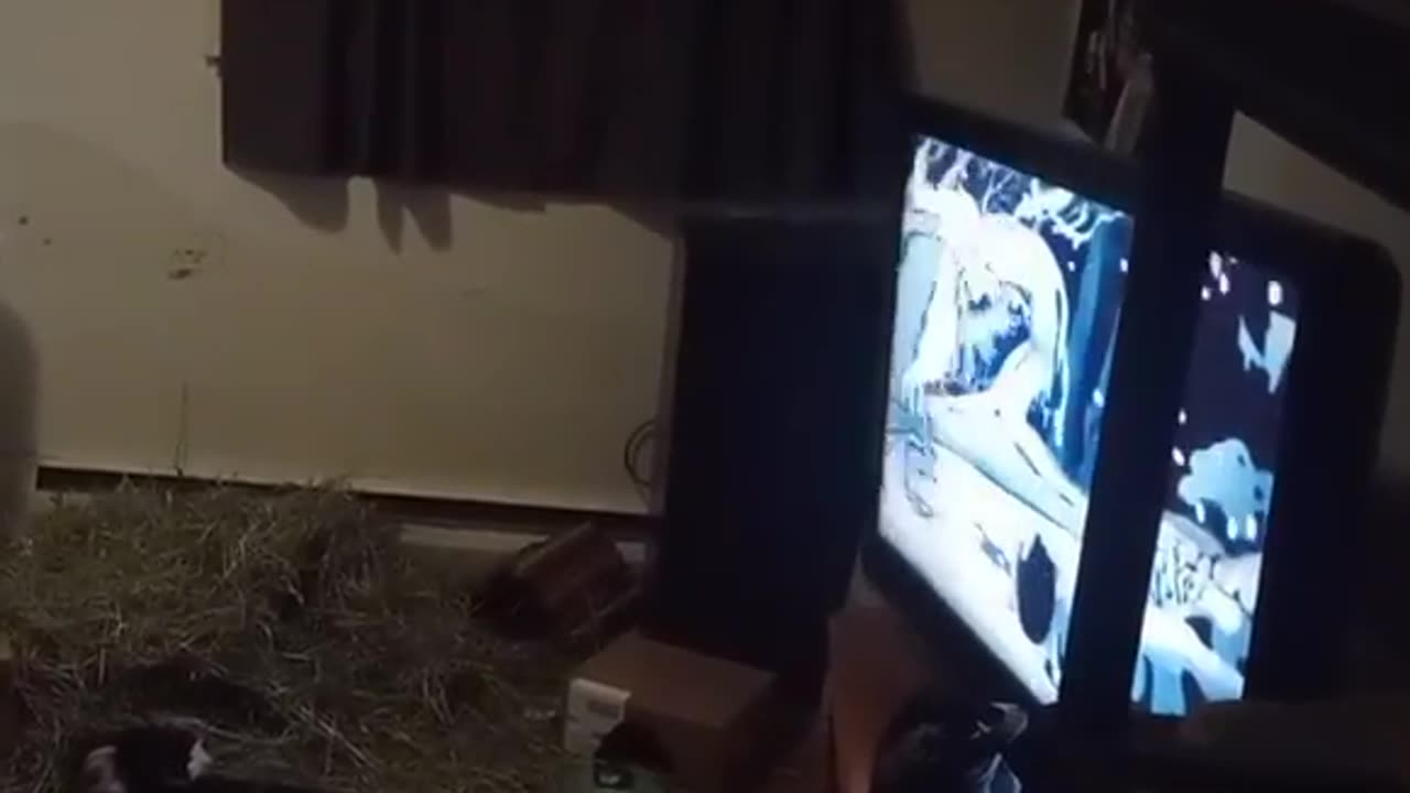 GATSBY CELEBRATES CHRISTMAS