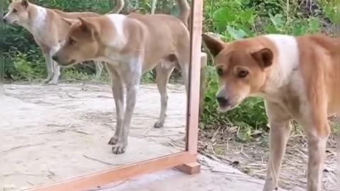 Mirror reactions