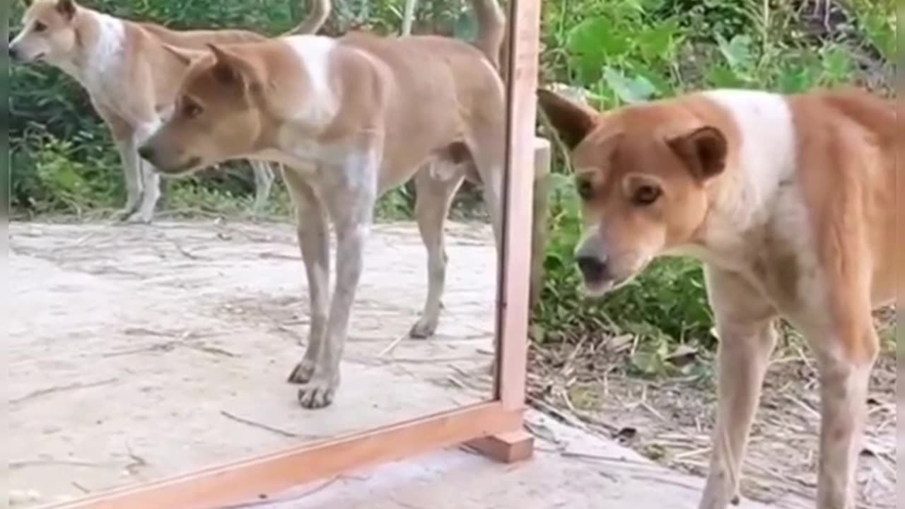 Mirror reactions