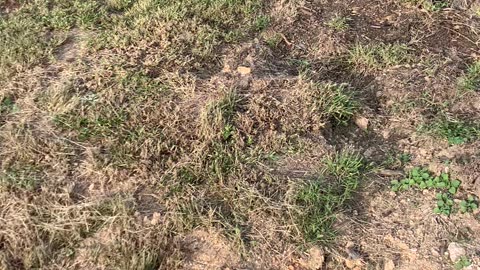 Peach verities planted 2025 from Vaughn Nursery