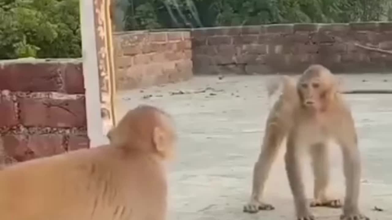 Funny 😂 video of monkey 🐒