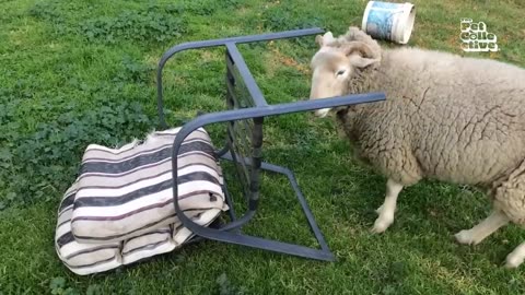 Funny Farm 2