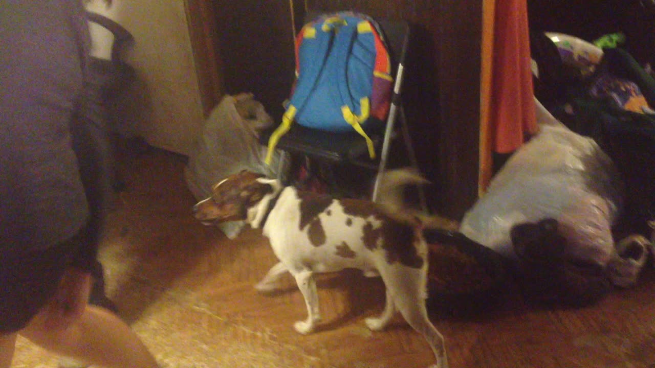Daughters Dancing with dog