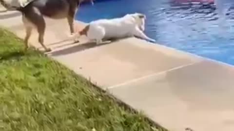 funniest animals#
