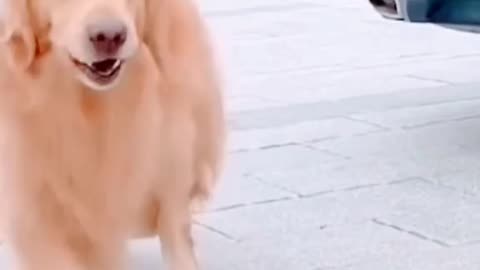 funny dog compilation laugh until you cry! 🐶😂