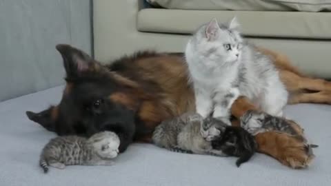 The Dogfather