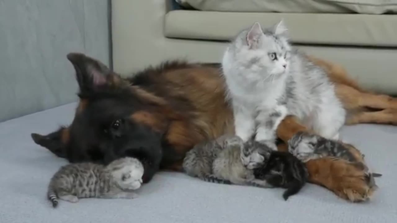 The Dogfather