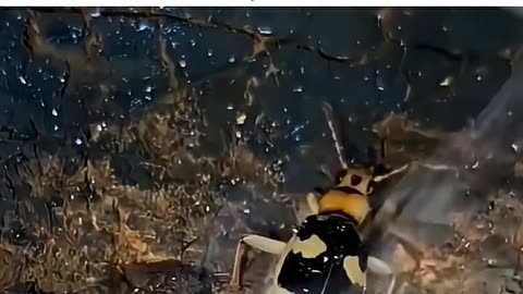 Bombardier-Beetle-Nature-s-Tiny-Explosive-bombardie