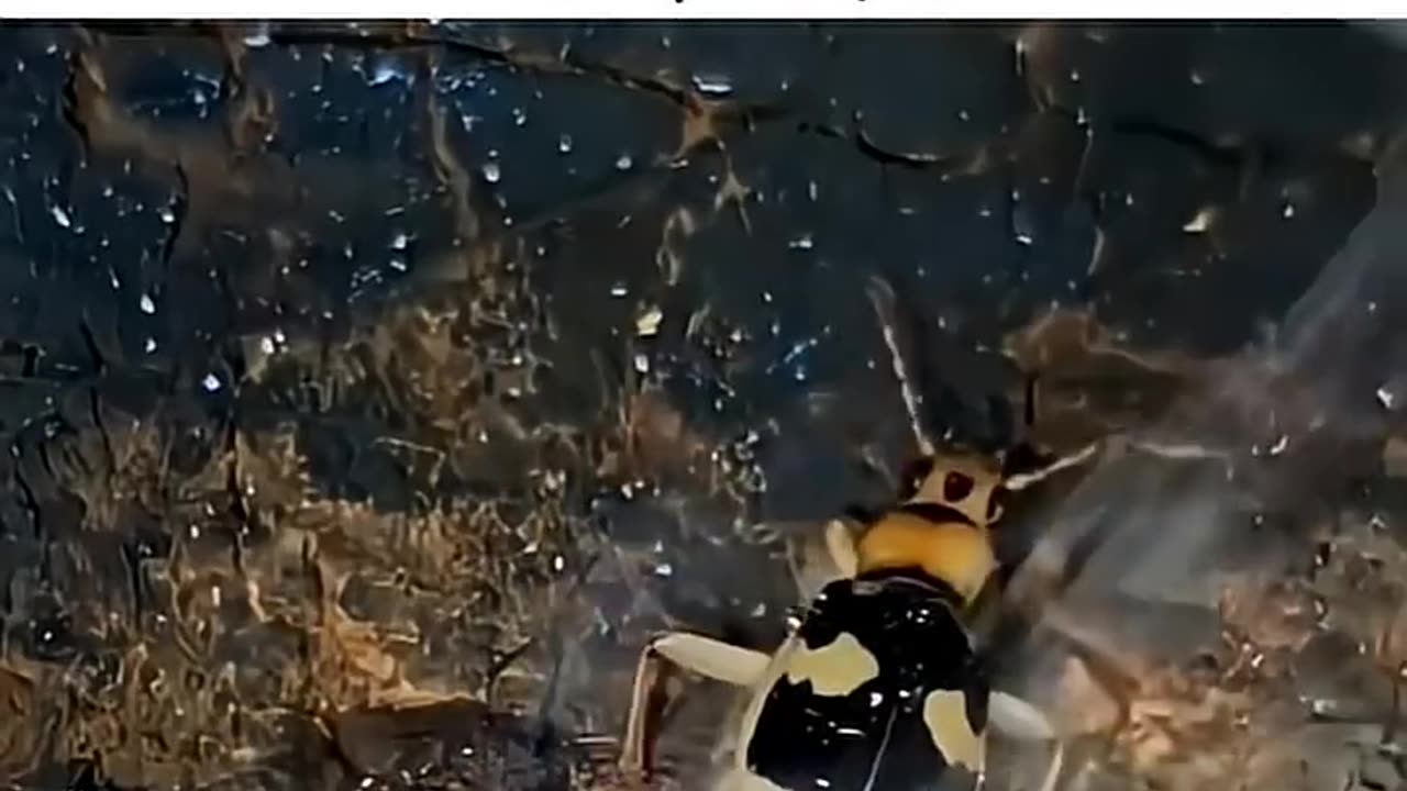 Bombardier-Beetle-Nature-s-Tiny-Explosive-bombardie