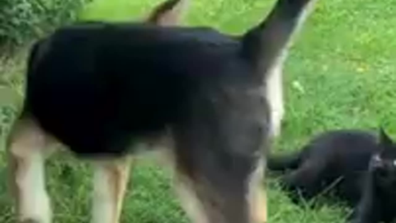 Funny cat videos 2025 | cat videos clean | cat and dog videos | meow | billi | cat song | cute cat