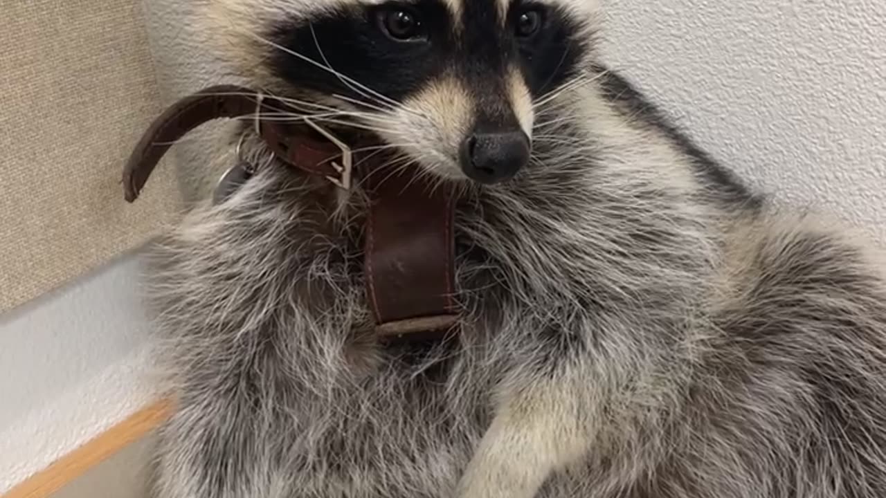Trapper the Raccoon Eating Goldfish