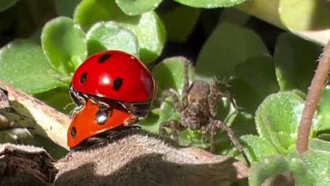 🕷️😱 Freaky Insects You Won't Believe Exist! | FunFM