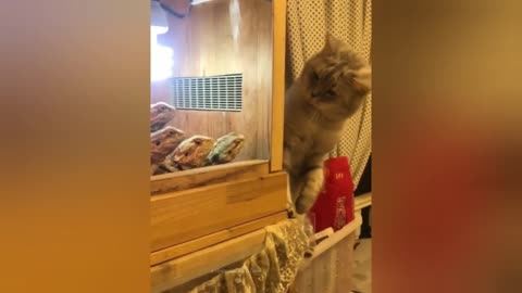 Viral cats and dogs
