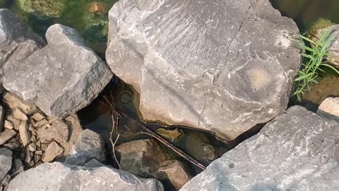 Fisher Reels In Fighting Snakes