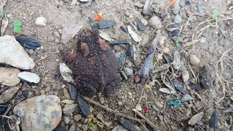 American Toad