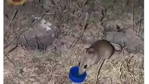 ek peg ka asar