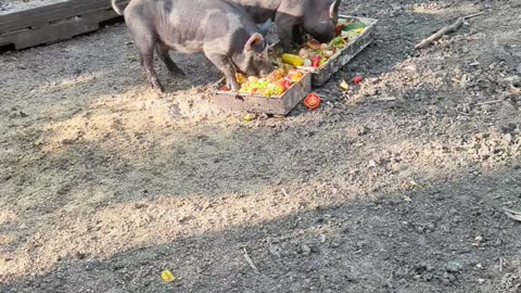 Eddy Piggy