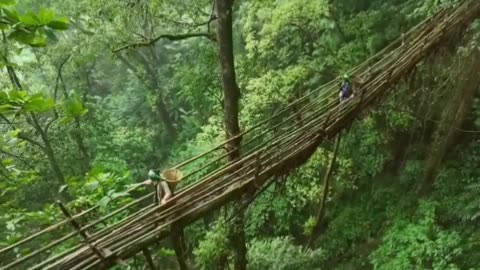 🤯✨ Khasi Tribe Grows Living Tree Bridges! | FeedMyCuriosity