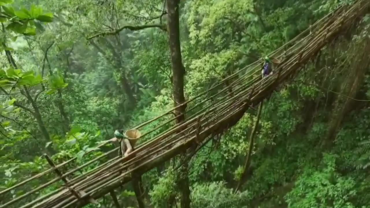 🤯✨ Khasi Tribe Grows Living Tree Bridges! | FeedMyCuriosity