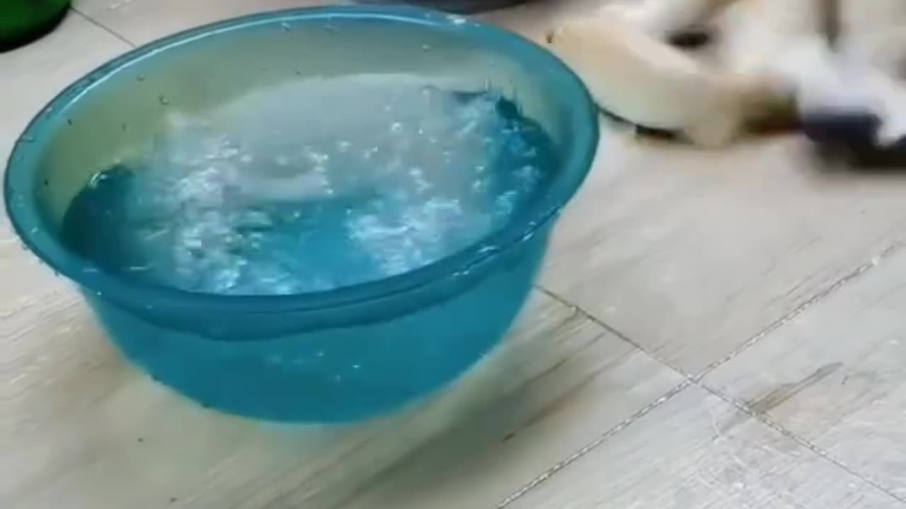 Cat Vs Fish