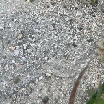 Snorkeling Through Serenity