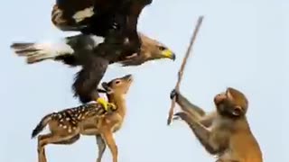 Amazing: This is True Friendship! Monkey Fights an Eagle Alone to Save a Fawn. ❤
