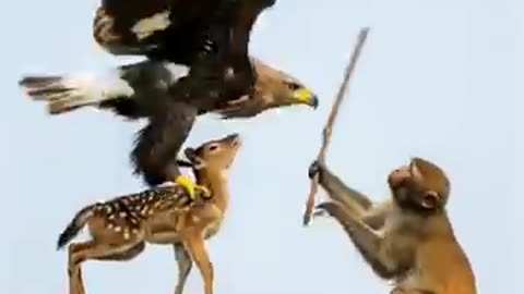 Amazing: This is True Friendship! Monkey Fights an Eagle Alone to Save a Fawn. ❤